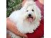 PoulaTo: Coton de Tulear